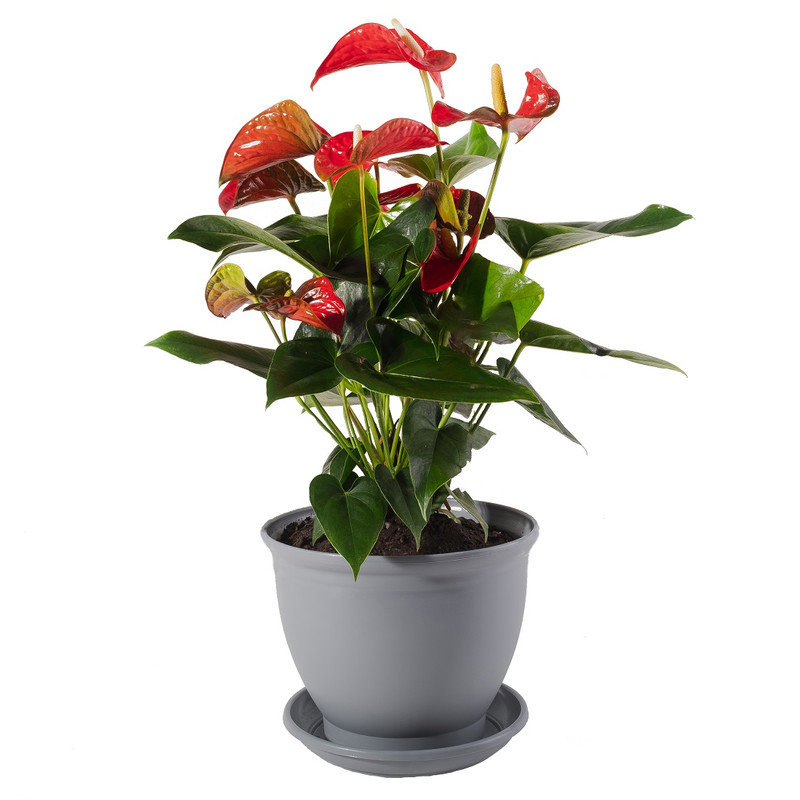 مشخصات، قیمت و خرید گیاه طبیعی آنتوریوم قرمز مدل P-11 | دیجی‌کالا