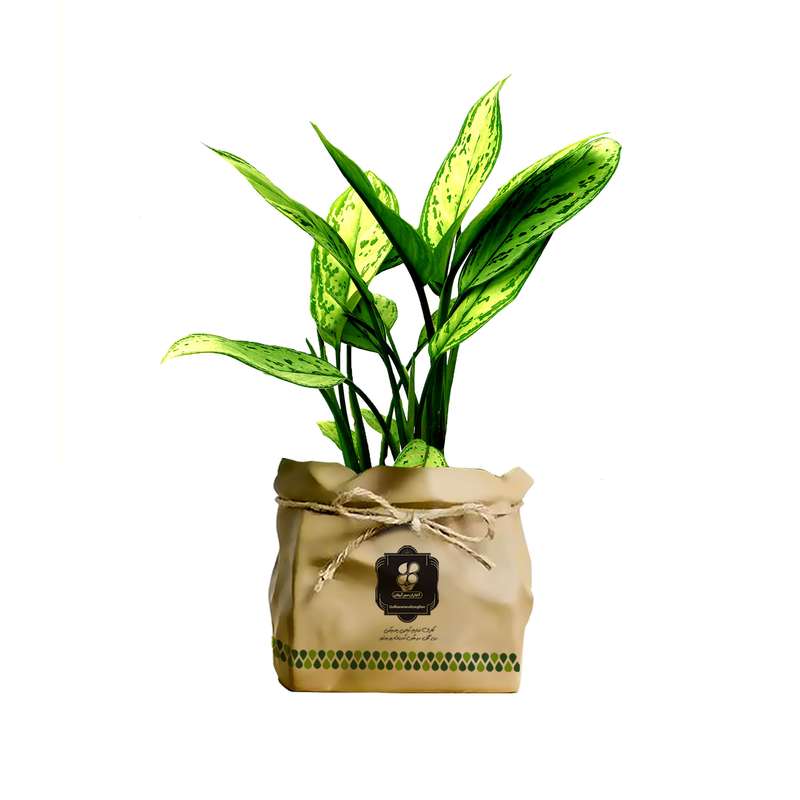 گیاه طبیعی آگلونما ابلق شرکت گلباران سبز گیلان مدل GN12-26AK گیاه طبیعی آگلونما ابلق شرکت گلباران سبز گیلان مدل GN12-26AK