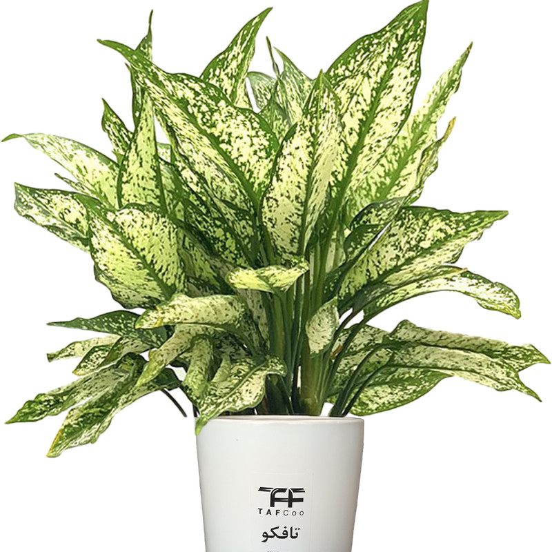 گل طبیعی آگلونما برفی تافکو کد 2025 گل طبیعی آگلونما برفی تافکو کد 2025