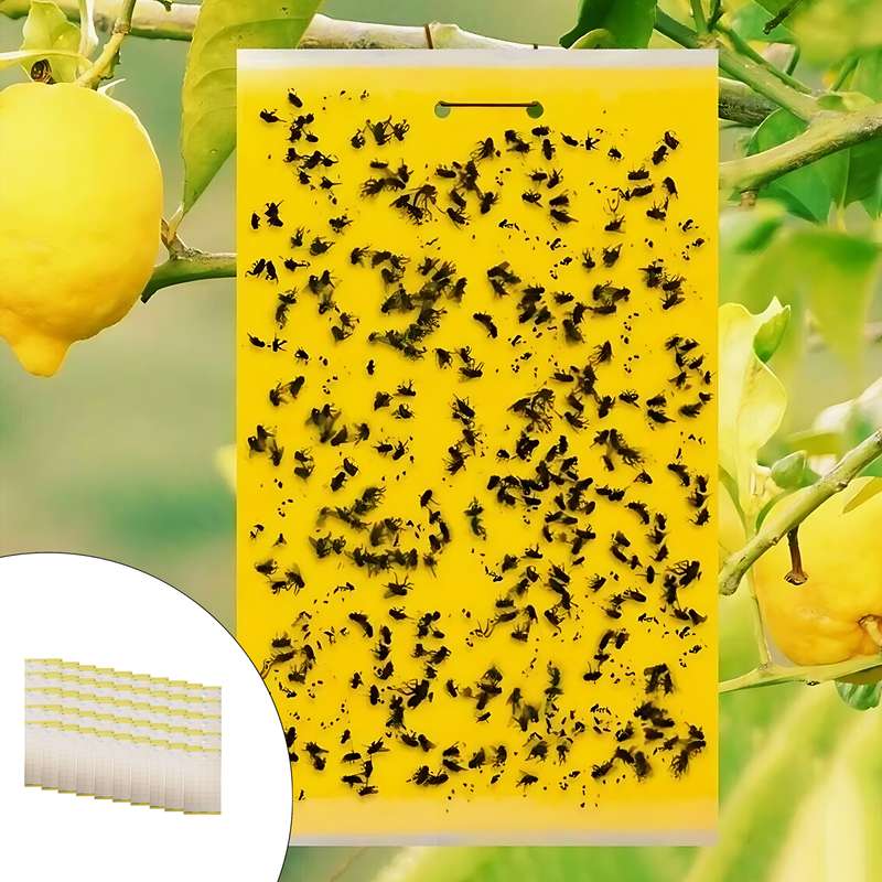 چسب حشره کش کد 50 بسته 50 عددی