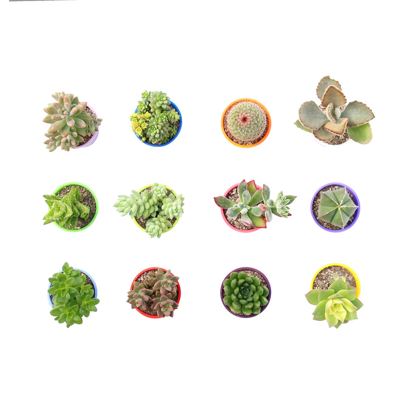 گیاه طبیعی کاکتوس و ساکولنت آیدین کاکتوس کد CB-059 بسته 12 عددی گیاه طبیعی کاکتوس و ساکولنت آیدین کاکتوس کد CB-059 بسته 12 عددی