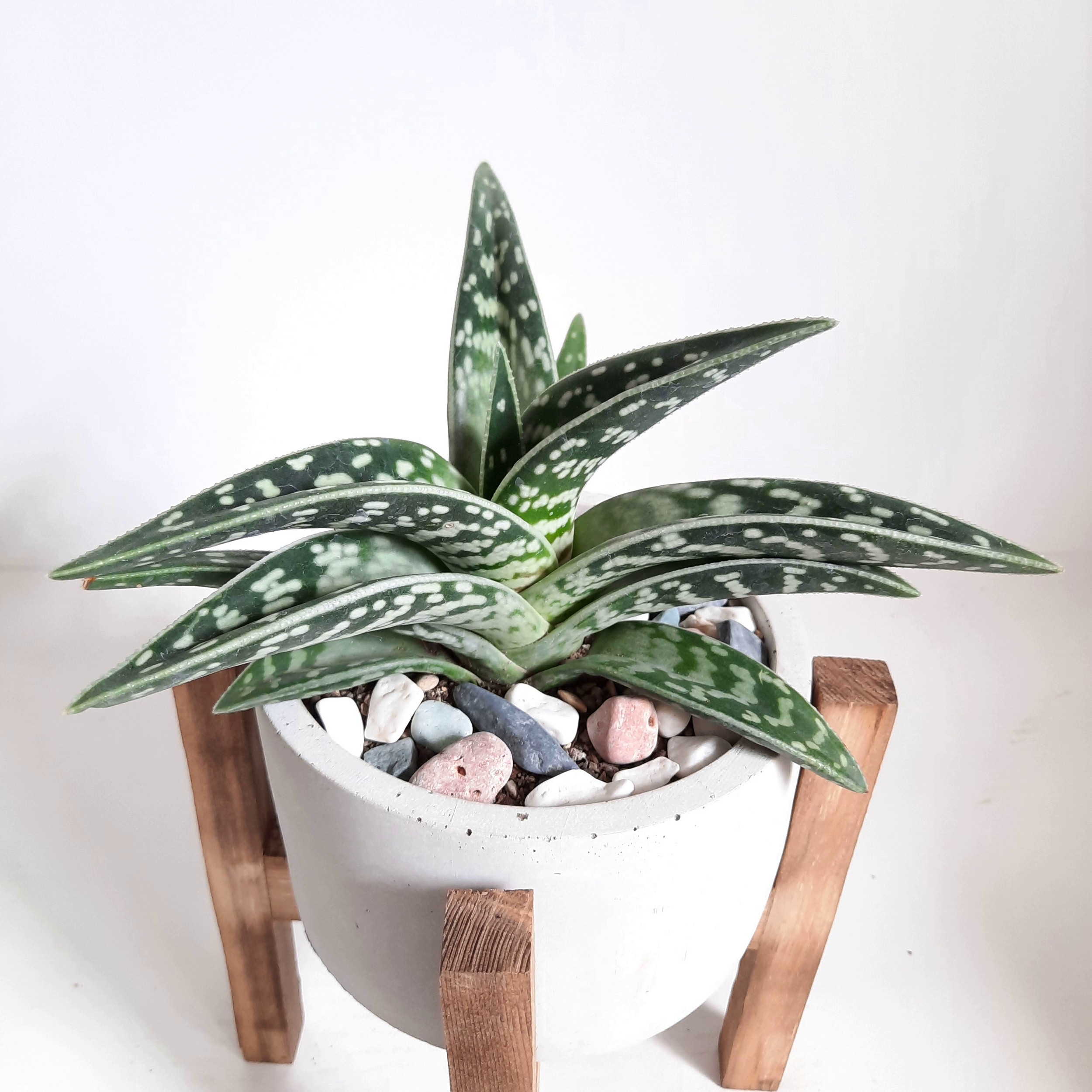 گیاه طبیعی آلوئه واریگاتا