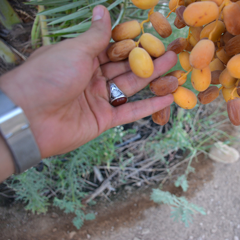 خرما زاهدی نخلین - ۱۰۰۰ گرم 