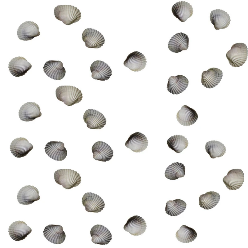 صدف تزیینی مدل دریایی وزن 950 گرم