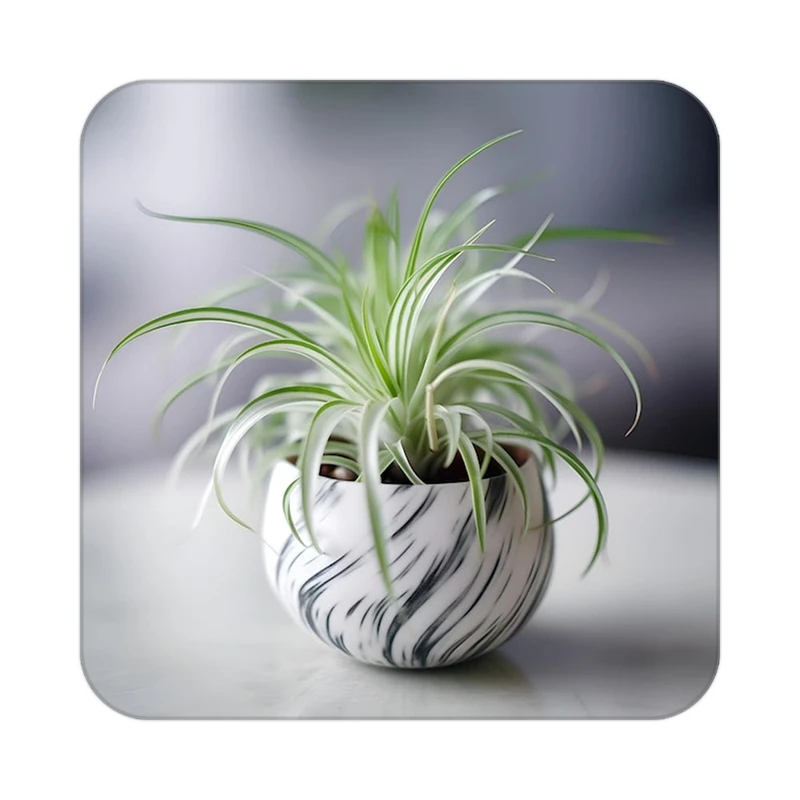 زیر لیوانی کاکتی طرح گل مدل mp16330