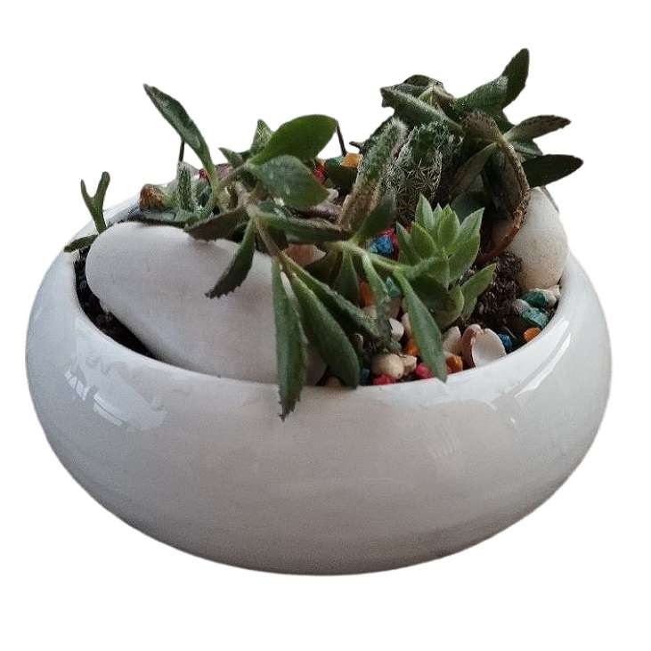 گیاه طبیعی کاکتوس کد 11