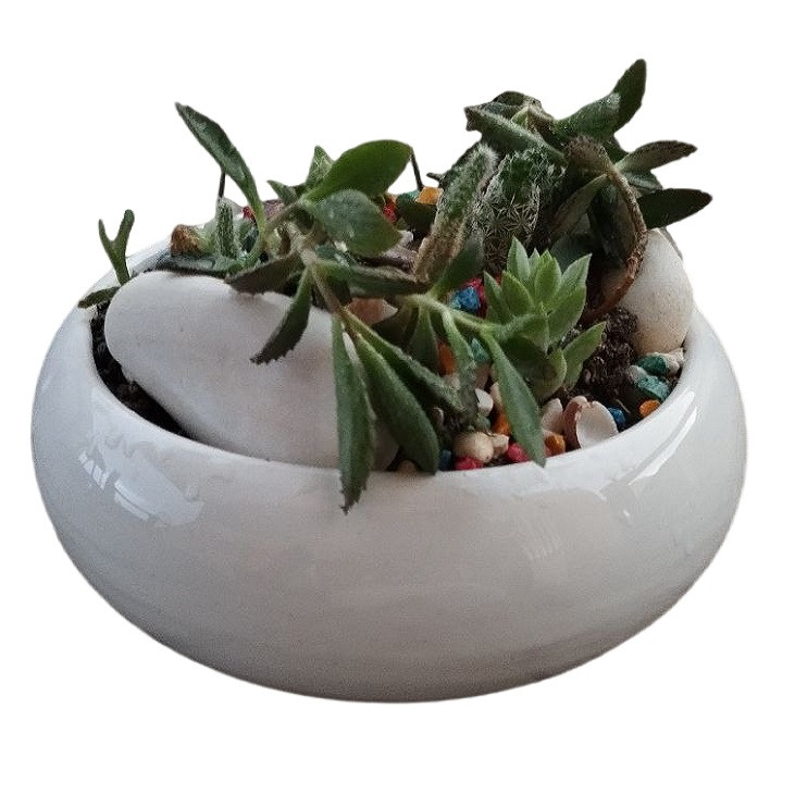 گیاه طبیعی کاکتوس کد 11