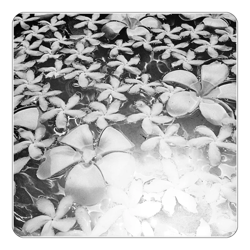 مگنت کاکتی طرح گل مدل mp16415