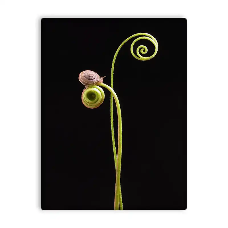 کاشی اطلس آبی طرح حلزون و گیاه مدل T5882