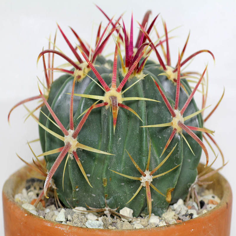 بذر فرو کاکتوس وانیا سید مدل V24