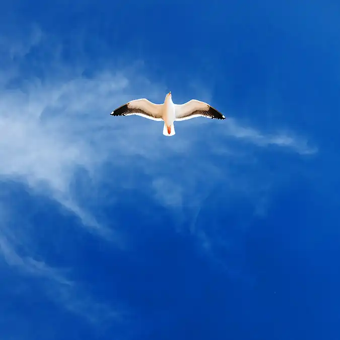 تابلو مدل شکوه پرواز