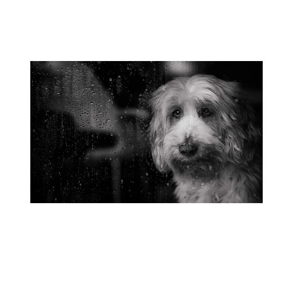   پادری مدل حیوانات کد HSHMA0114 سایز 76x46 سانتی متر