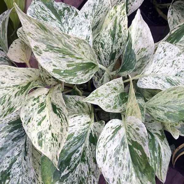 گیاه طبیعی پتوس تافکو مدل مرمری کد 2060