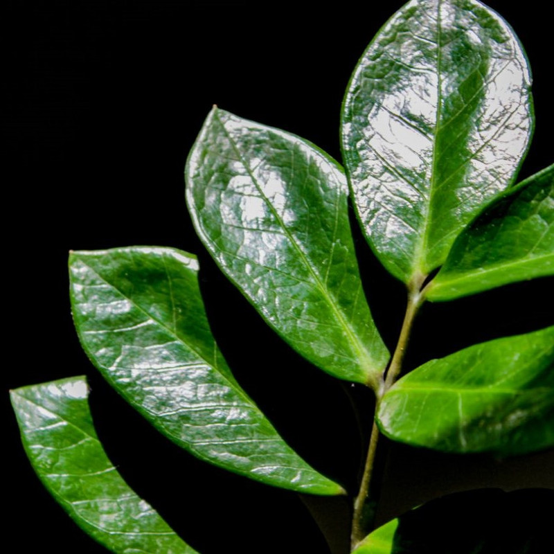 گیاه طبیعی زامیفولیا سبز مدل B-111