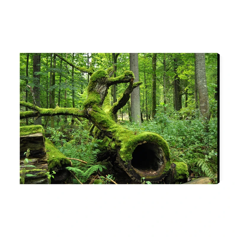 تابلو شاسی عرش طرح گردشگری لهستان مدل پارک ملی بیالوویزا کد As5814