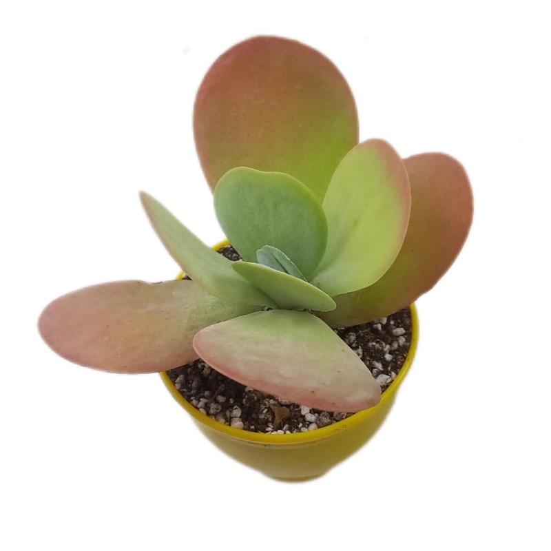 گیاه طبیعی کاکتوس کاتالیدون مدل 010