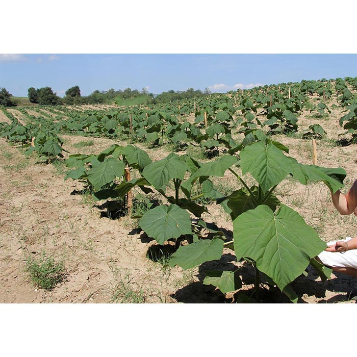 بذر درخت پالونیا فورتونی گلس گاردن مدل GL1gr