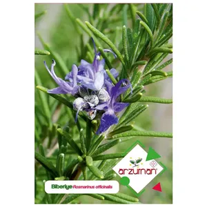 بذر رزماری آرزومان کد 11398