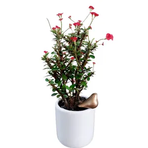 گیاه طبیعی مرجان مینیاتوری مدل G-12