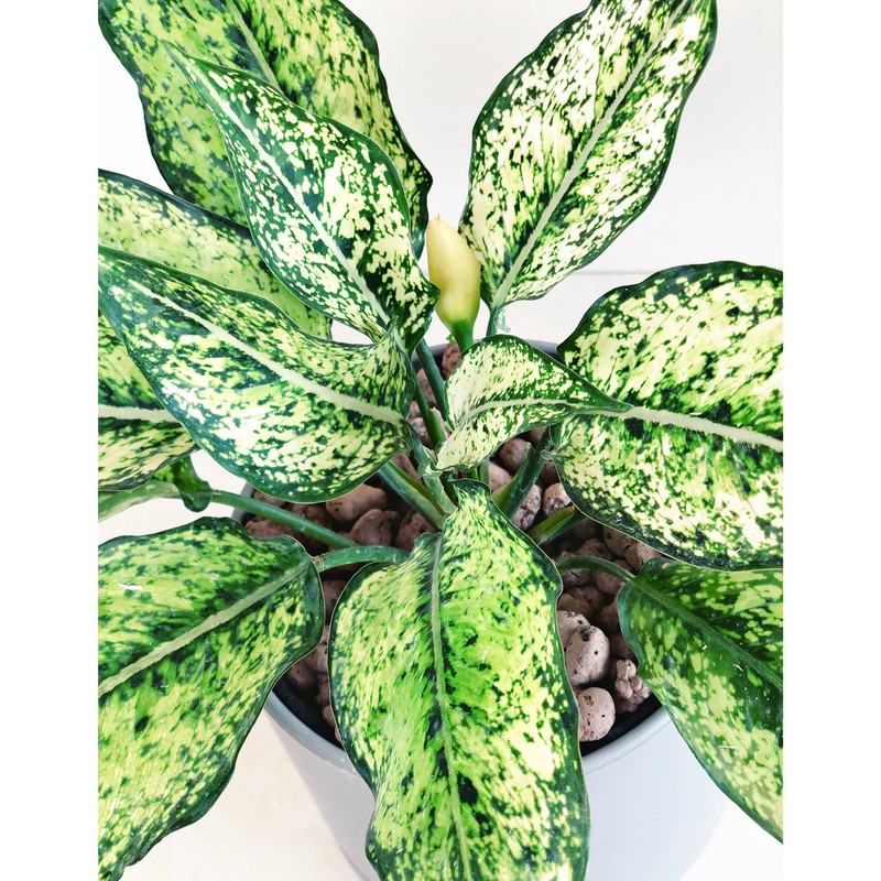 گیاه طبیعی آگلونما سفید گل گیفت کد GP007