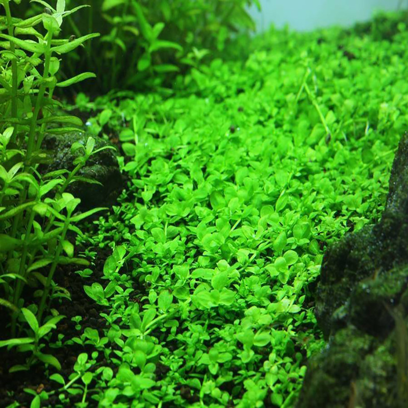 بذر چمن مونت کارلو وانیا سید مدل V52