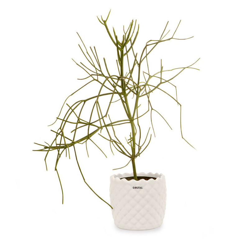 گلدان افوربیا تیروکالی گلیتال مدل 02 گلدان افوربیا تیروکالی گلیتال مدل 02