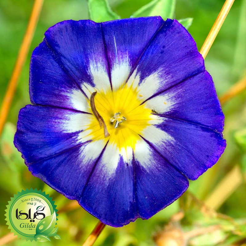 بذر نیلوفر سه رنگ الوان گیلدا کد 823