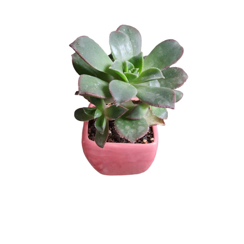 گیاه طبیعی ساکولنت کد ck-04 مجموعه 4 عددی