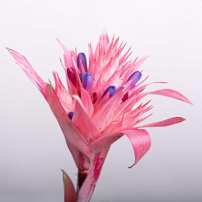 گیاه طبیعی اکمیا بنیس فلاور مدل P-32 گیاه طبیعی اکمیا بنیس فلاور مدل P-32