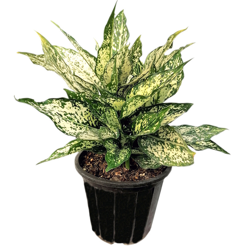 گیاه طبیعی آگلونما برفی کد ma11 گیاه طبیعی آگلونما برفی کد ma11