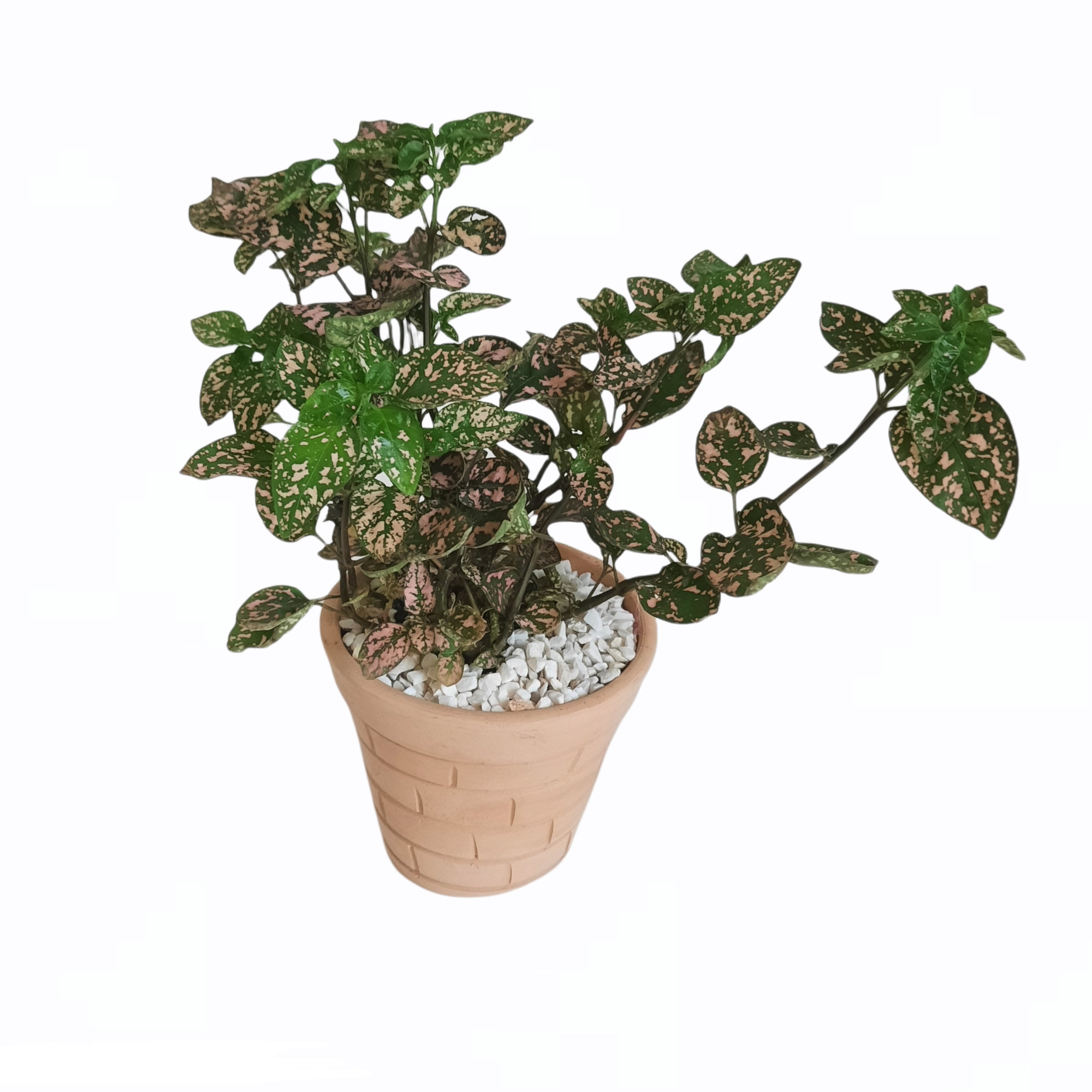 گیاه طبیعی گل سنگ کد S