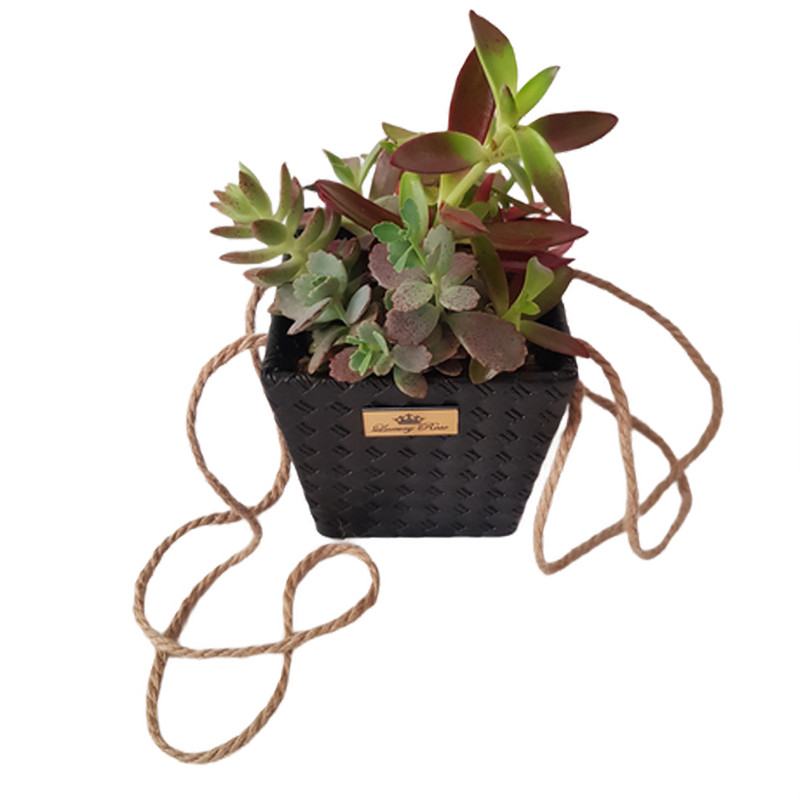 گیاه طبیعی ساکولنت کد 2022171-1 گیاه طبیعی ساکولنت کد 2022171-1