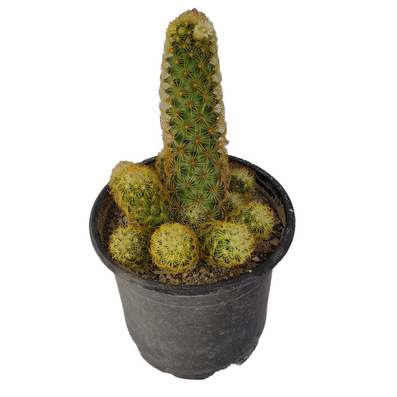 گیاه طبیعی کاکتوس کد yt10 گیاه طبیعی کاکتوس کد yt10