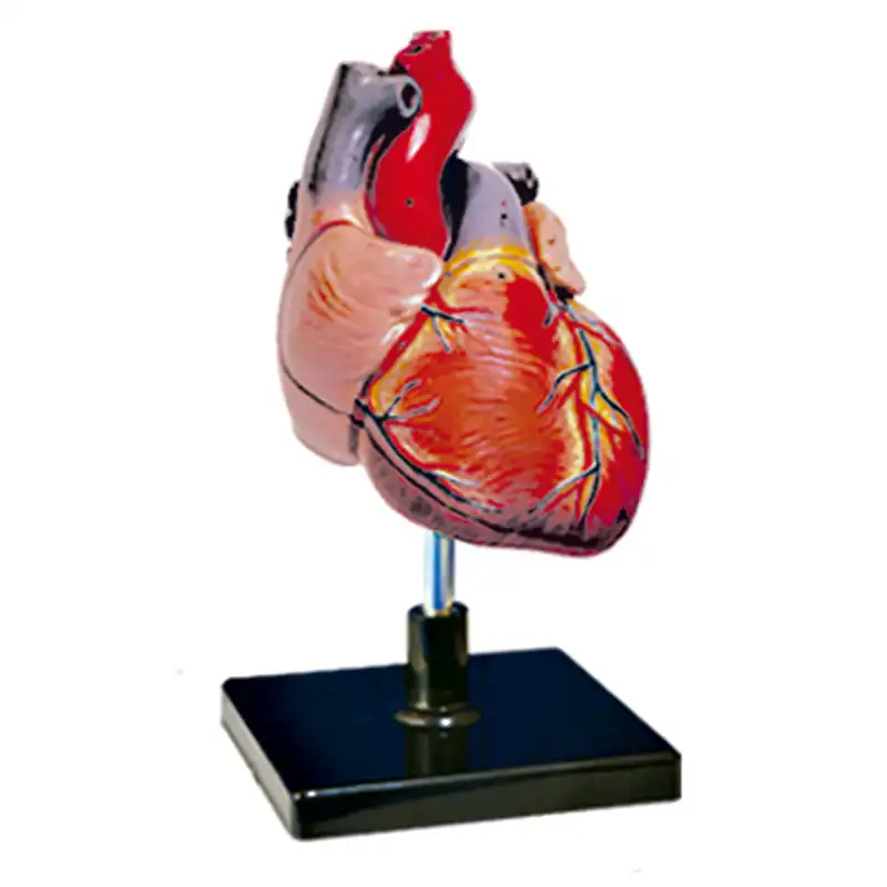 بازی آموزشی مدل مولاژ آناتومی قلب انسان