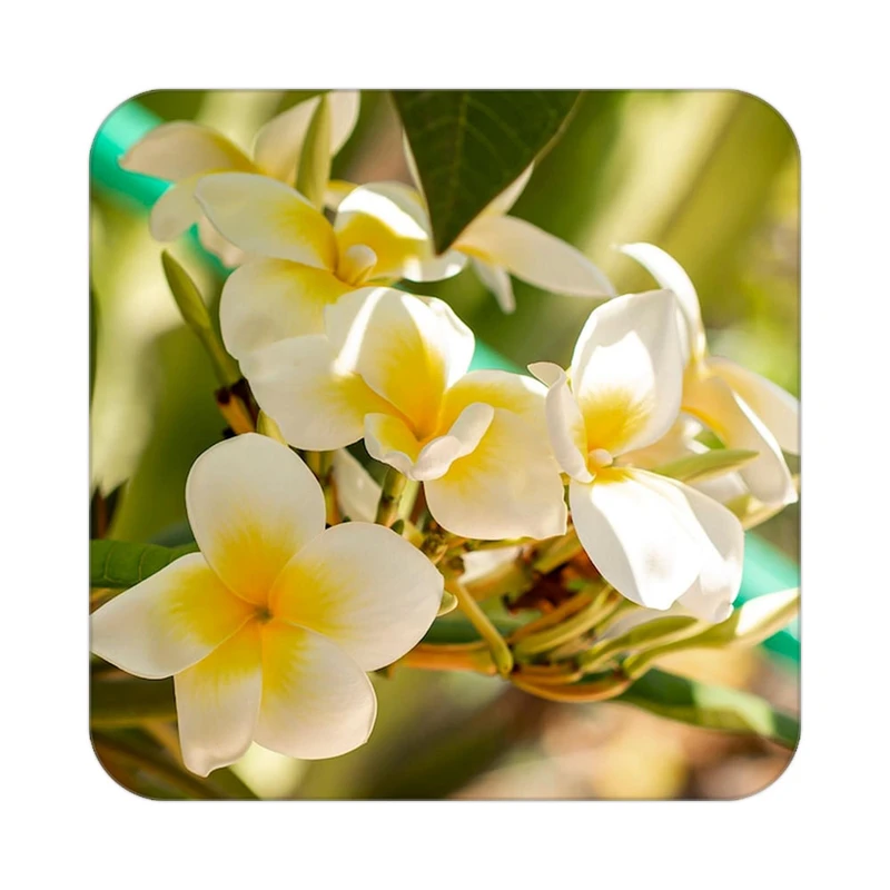 زیر لیوانی کاکتی طرح گل مدل mp16785