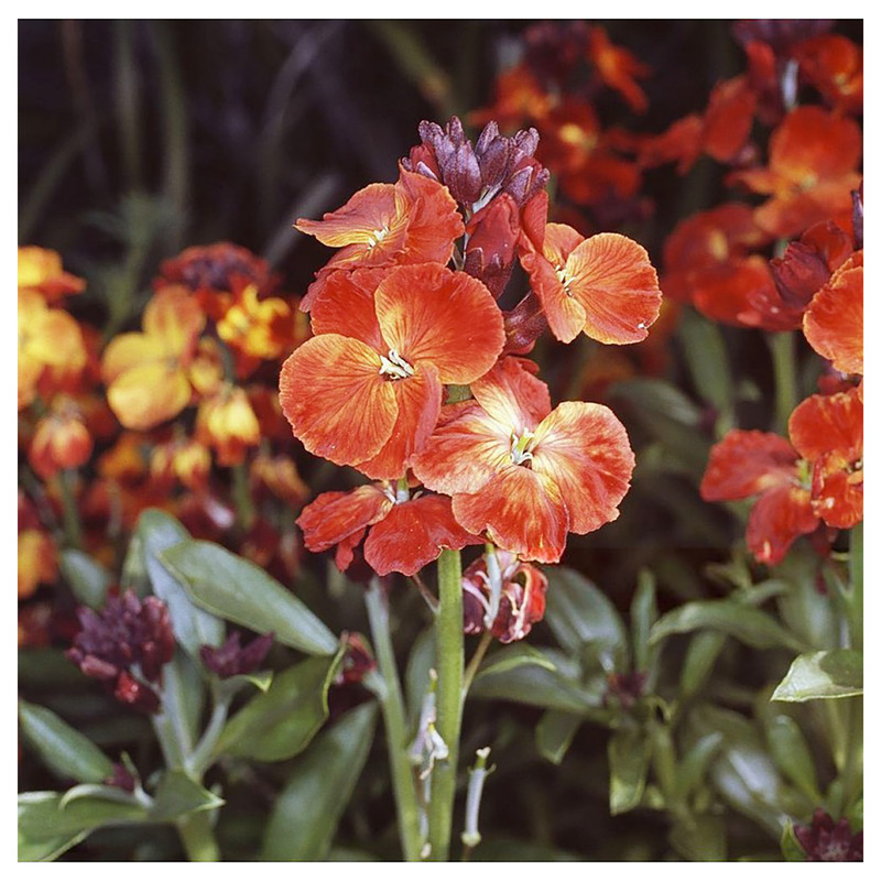 بذر شب بو زعفرانی گرین فارم کد XD 6 بسته 2 عددی