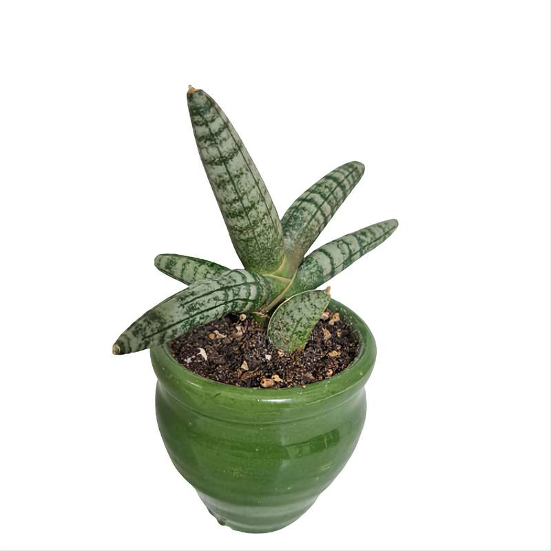 گیاه طبیعی سانسوریا بونسل مدل 402714 گیاه طبیعی سانسوریا بونسل مدل 402714