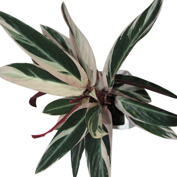 گیاه طبیعی مارانتا کد GH - M01