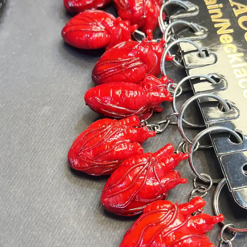 جاکلیدی مدل آناتومی قلب