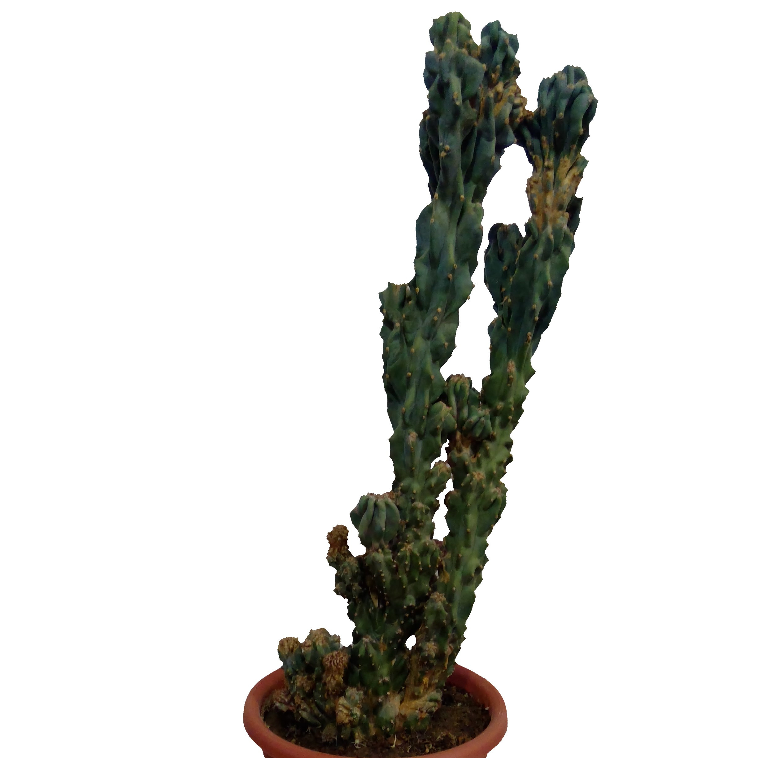 کاکتوس صخره ای سرئوس مدل K001