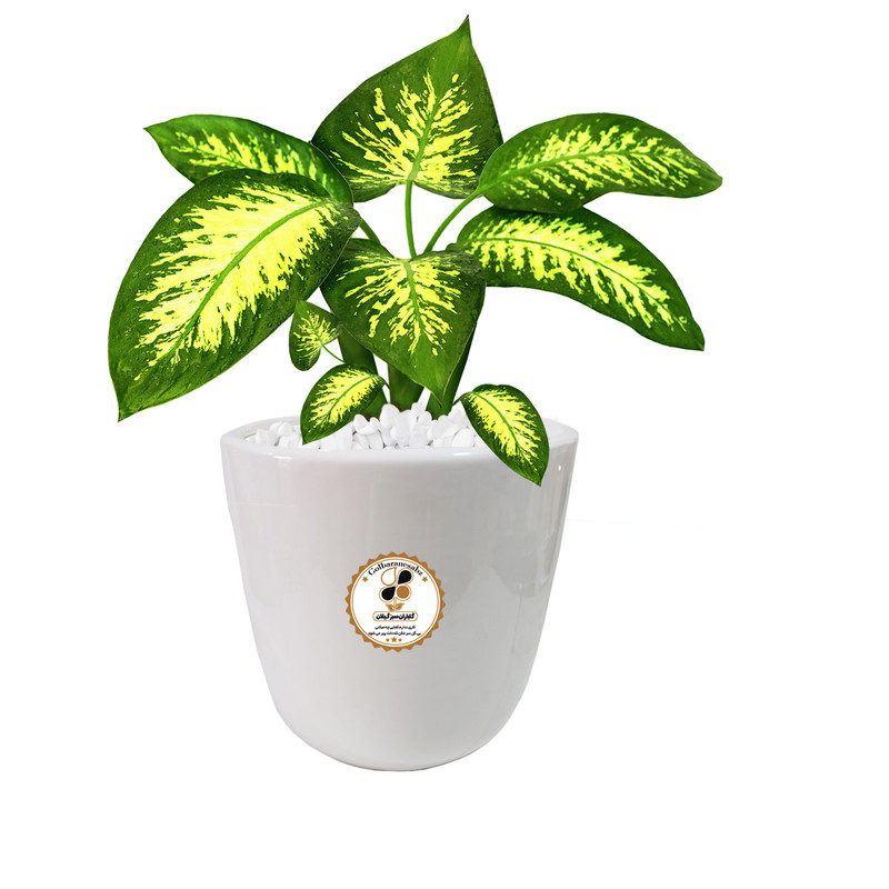 گیاه طبیعی دیفن باخیا شرکت گلباران سبز گیلان مدل GN13-15M