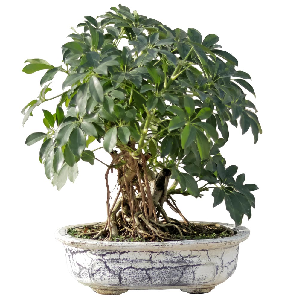 گیاه طبیعی بونسای شفلرا مدل کلکسیونی