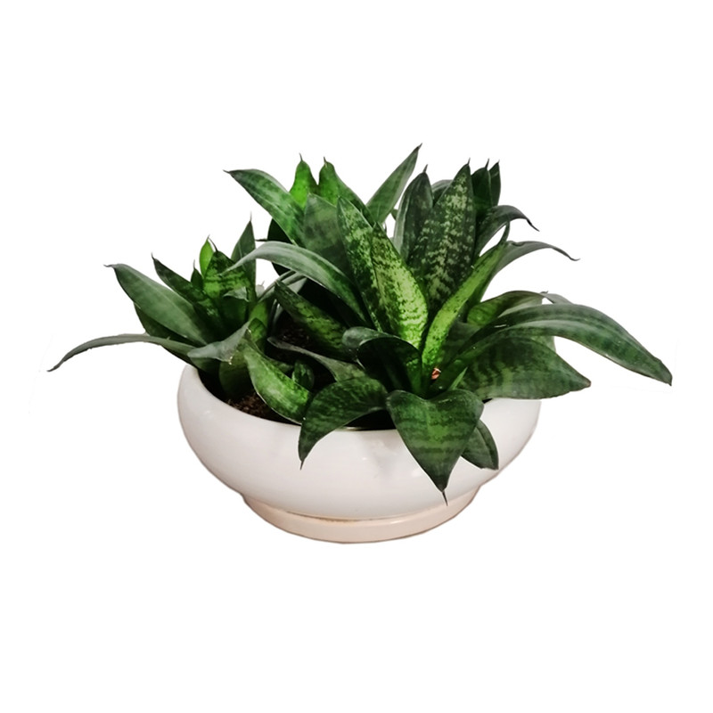 گیاه طبیعی سانسوریا پاکوتاه گیاه طبیعی سانسوریا پاکوتاه