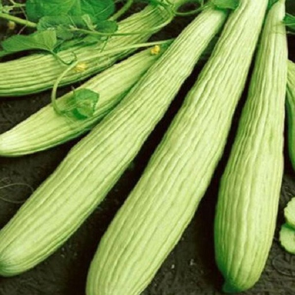 بذر خیار چنبر جی پی سید مدل GP1914 بذر خیار چنبر جی پی سید مدل GP1914