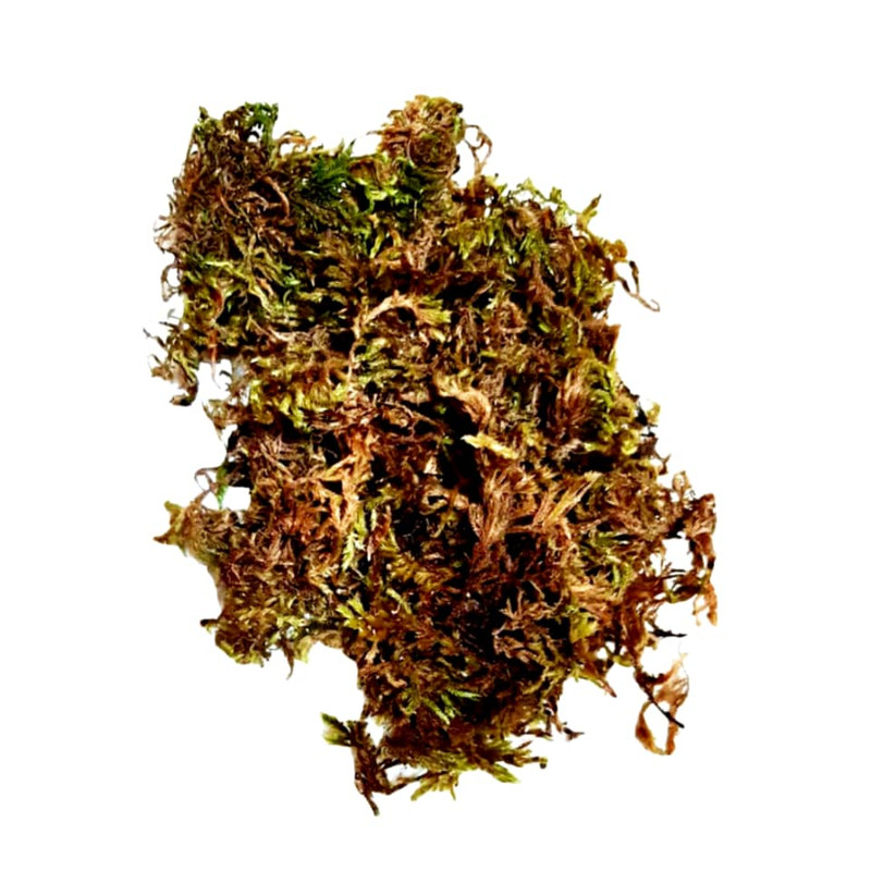 ماکت تزیینی مدل خزه گلدان کدA-1 وزن 50 گرم