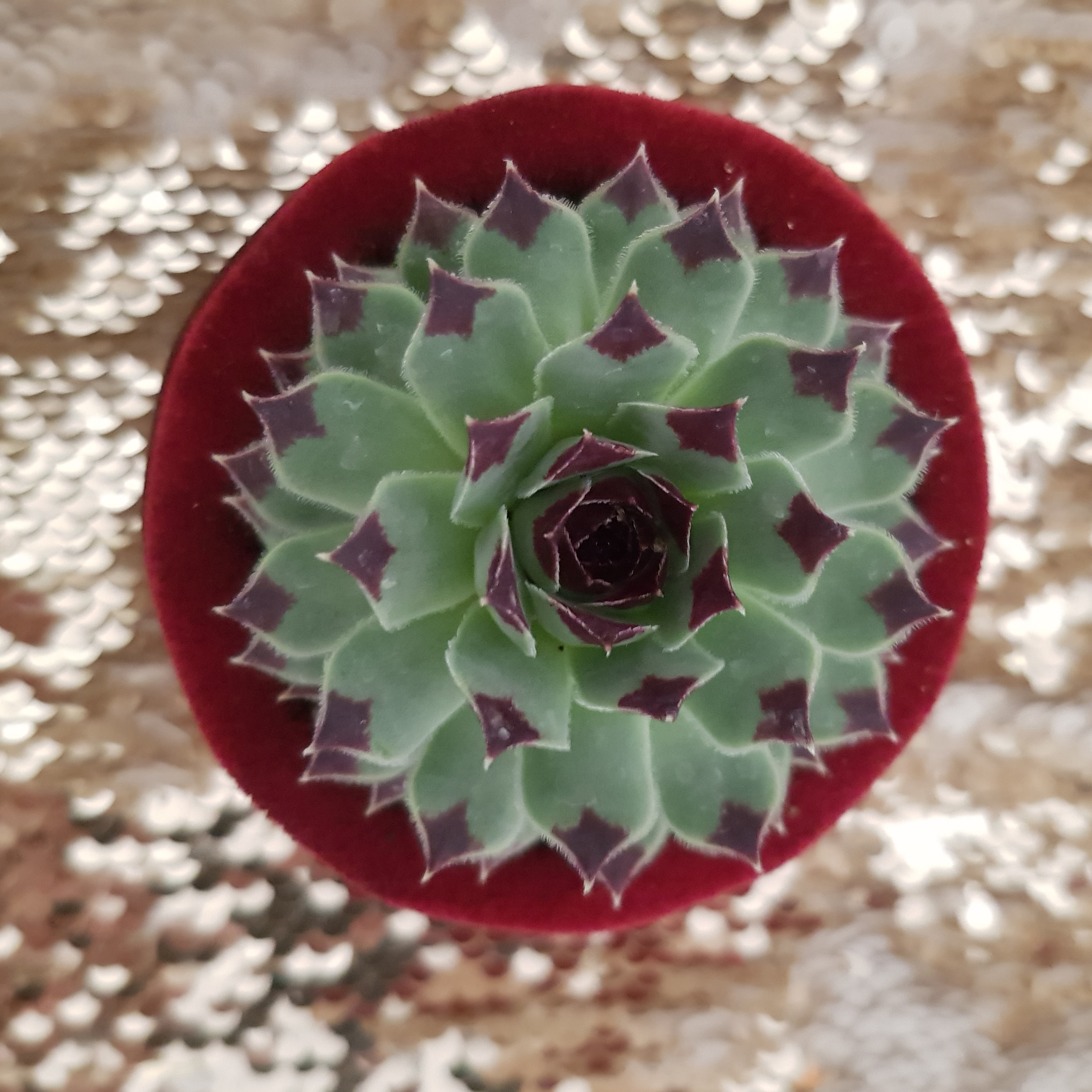 گیاه طبیعی سمپریوم مدل لب ماتیکی کد 2022161 گیاه طبیعی سمپریوم مدل لب ماتیکی کد 2022161