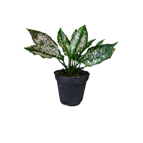 گیاه طبیعی اگلونما کد aglo02