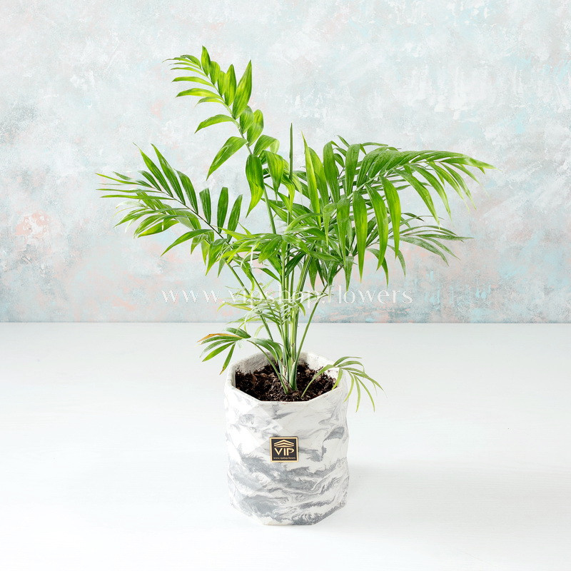 بذر نخل شامادورا سانیا سید مدل S118