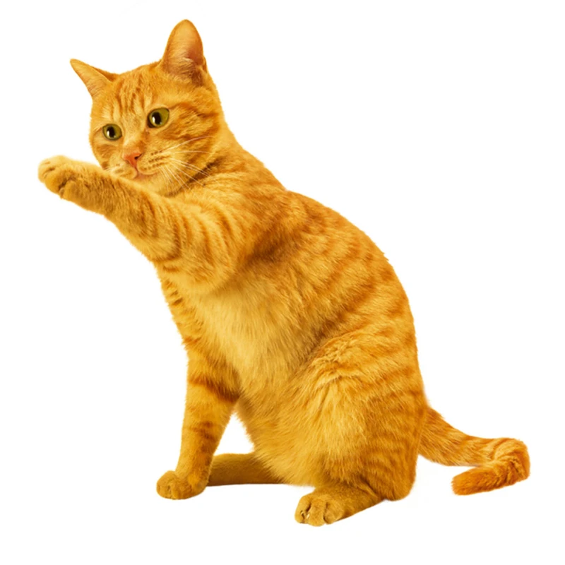 استیکر لپ تاپ گیم مون طرح گربه کد 111141