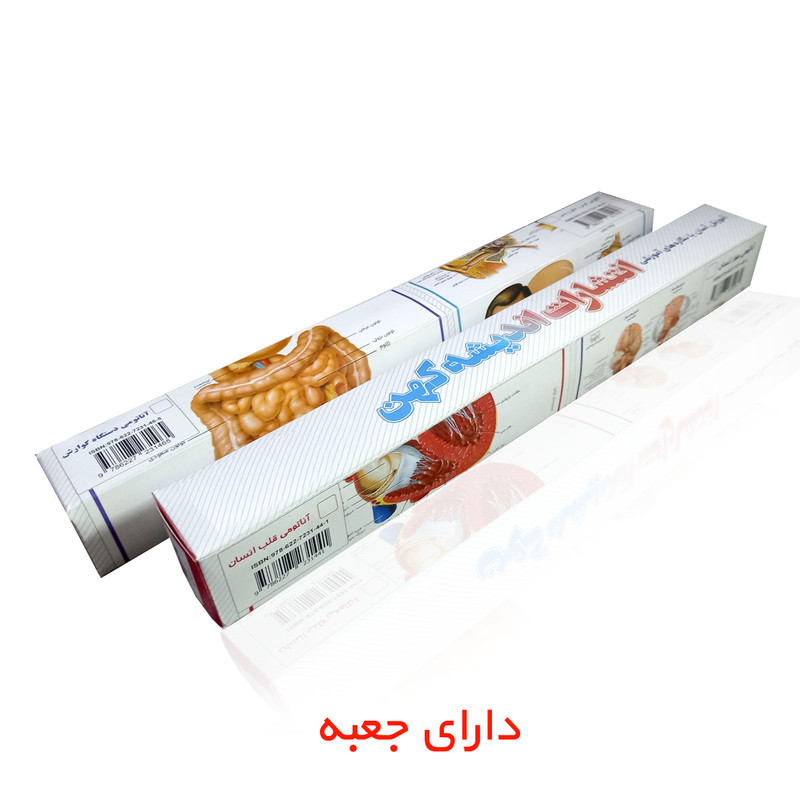 پوستر آموزشی انتشارات اندیشه کهن مدل کالبدشناسی قلب و مغز مجموعه 2 عددی